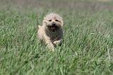 CAIRN TERRIER 116